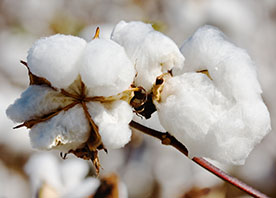 Aplicativo capacita produtores de algodão no Brasil