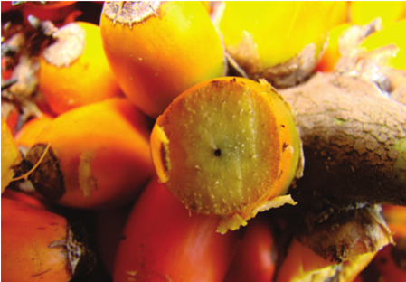 Parthenocarpic palm oil fruit