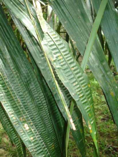 Deficiência de boro em folhas de óleo de palma