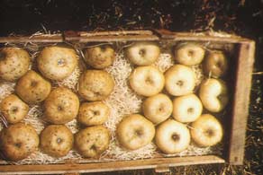 Fruto com deficiência de boro à esquerda, fruto comum à direita.