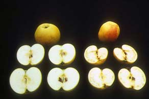 Comparação da parte interna de maçãs com deficiência e saudáveis