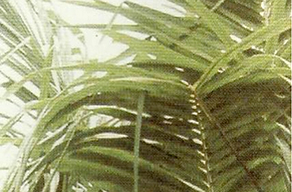 Bordas de folhas de palmeira quebradas