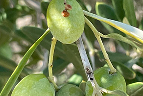 Deficiência de boro em oliveira