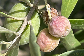 Deficiência de boro em oliveira