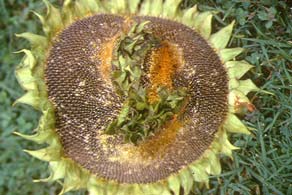 Desenvolvimento de flores com má formação do girassol