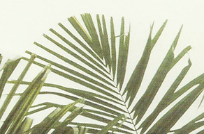 Folhas de palmeira com ponta redonda