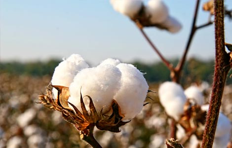 Aplicações de boro para maiores rendimentos na produção de algodão