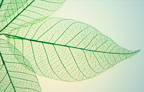 Testes de presença de boro em tecidos de plantas