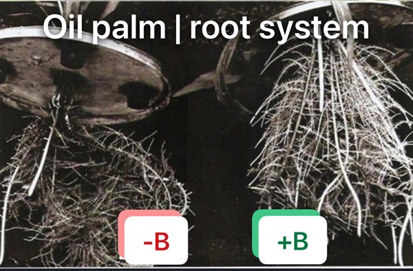 Root system development