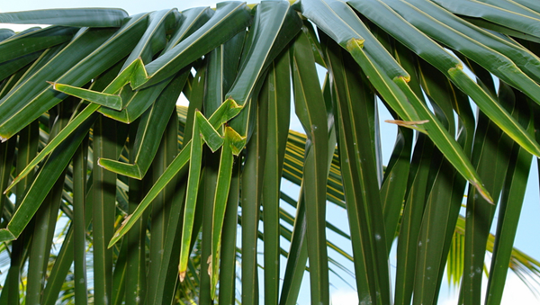Hooked palm leaves