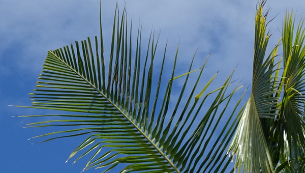 Round palm leaves