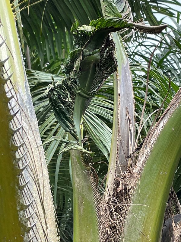 Crinkled palm leaves